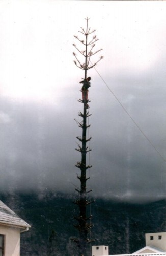 Norfolk Pine - Kwaaiwater_1_s